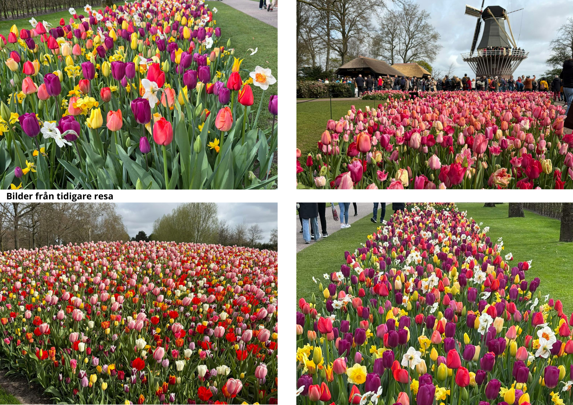AALSMER OCH BLOMSTERPARKEN  KEUKENHOF